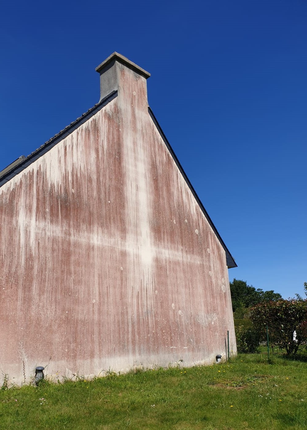 Crépis algues rouges
