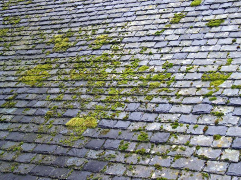 De la mousse sur un toit en ardoise